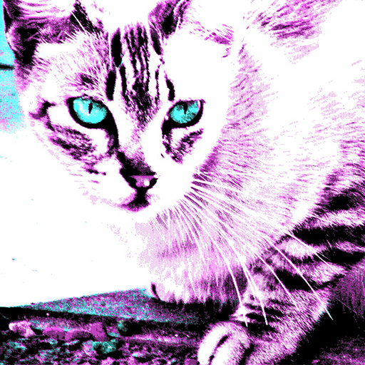 purple_cat